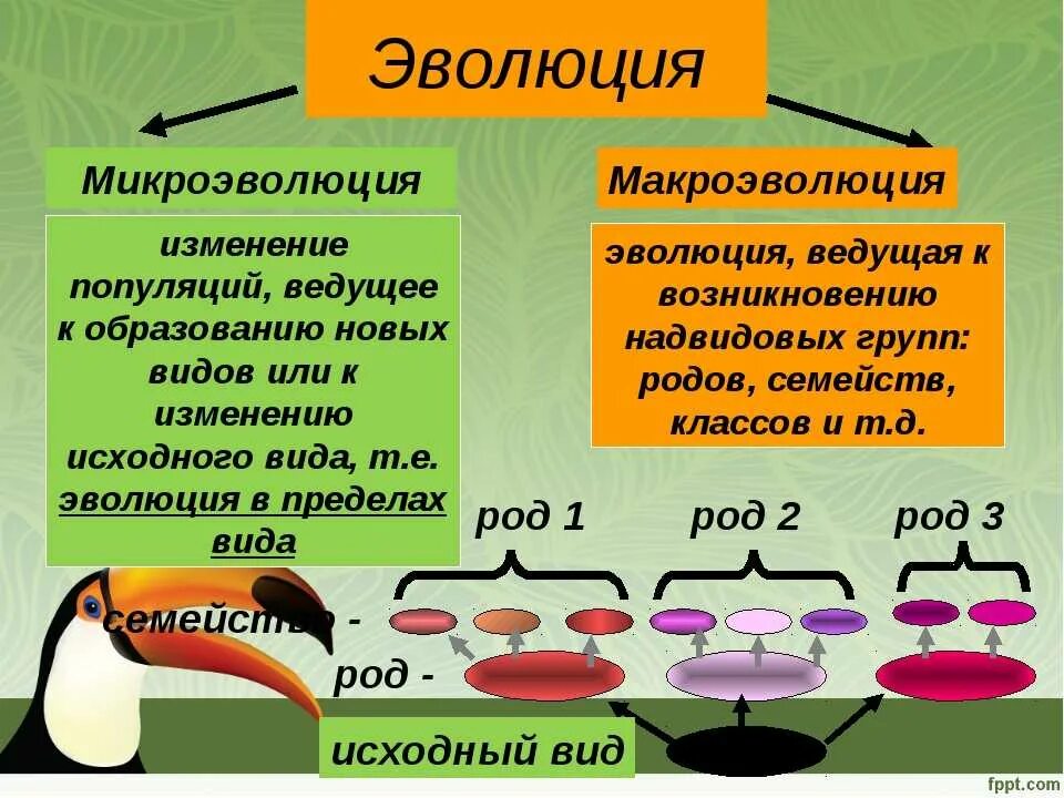 Развитие микро