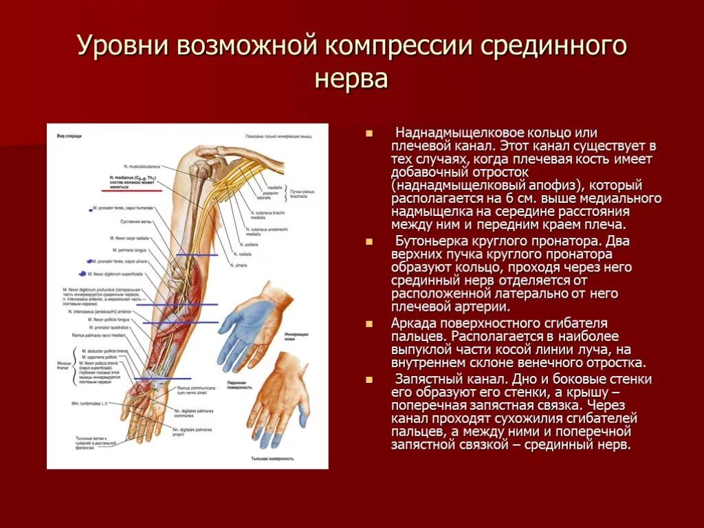 Поражение нервов руки. Локтевой нерв анатомия иннервация. Срединный локтевой лучевой нерв анатомия. Уровни поражения лучевого нерва. Уровни поражения срединного нерва.