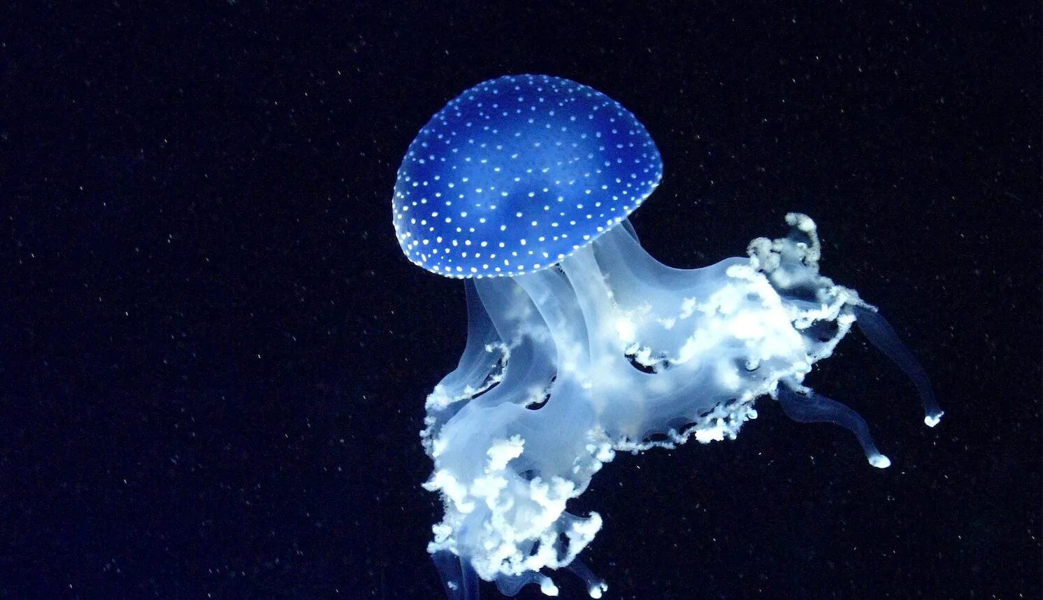 Скопление живых организмов. Биолюминесцентная медуза. Биолюминесцентные медузы. Люминесценция медуз. Секреторная биолюминесценция.
