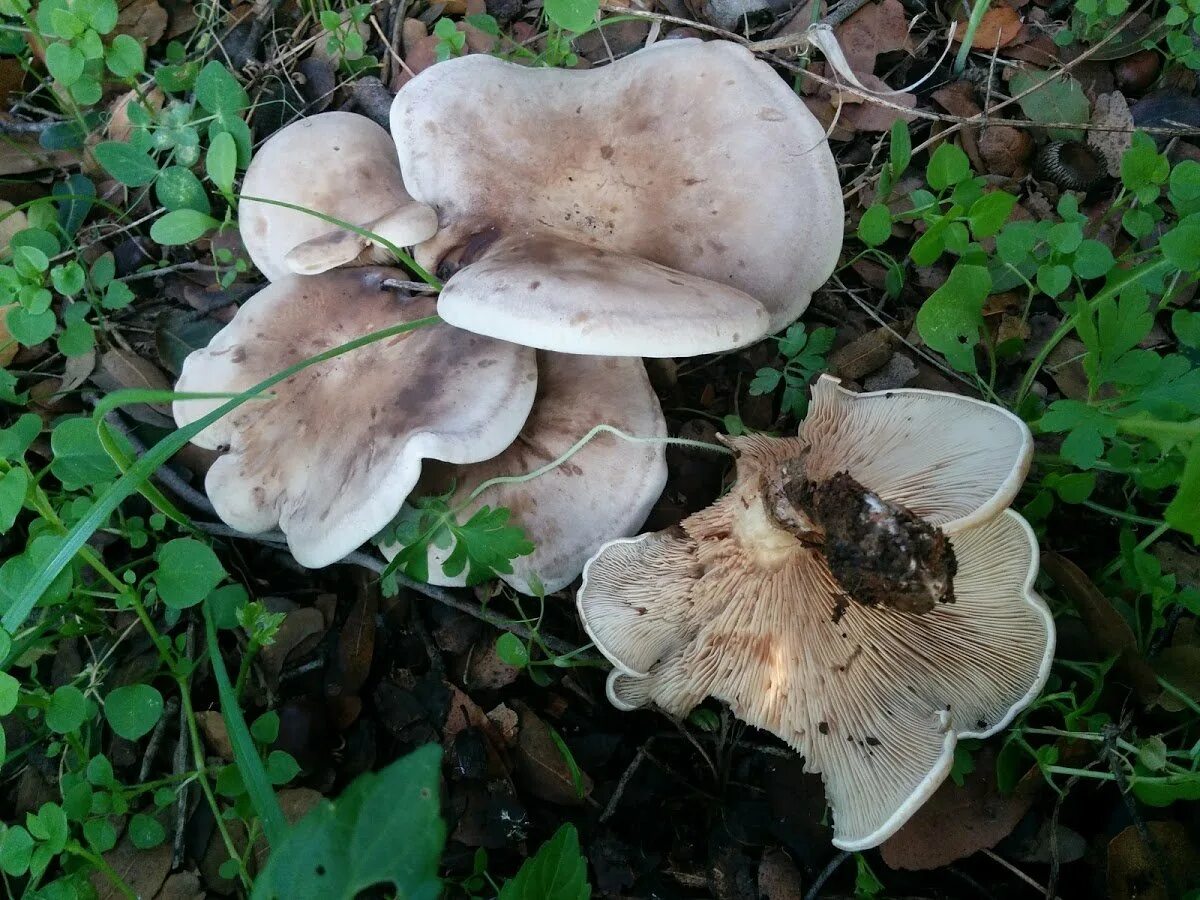 Boletus reticulatus. Грибы под дубом. Поддубник гриб. Lepista panaeolus. Гриб млечник  дубовик.