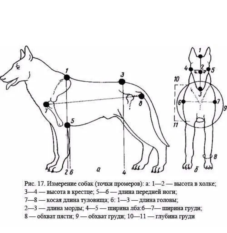 Догоним или догонем как правильно. Инструменты для промеров собак промеров. Рост в холке щенка немецкой овчарки. Промеры кобеля немецкой овчарки. Схема замеров немецкой овчарки.