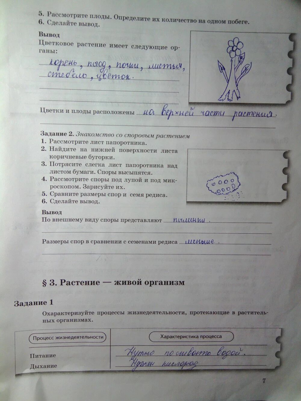 биология 6 класс корнилова рабочая тетрадь ответы. биология 6 класс учебник пономарева ответы. рабочая тетрадь по биологии 6 класс пономарева 1 часть. рабочая тетрадь по биологии 6 класс пономарева задания. биология 6 класс рабочая тетрадь задание 1.