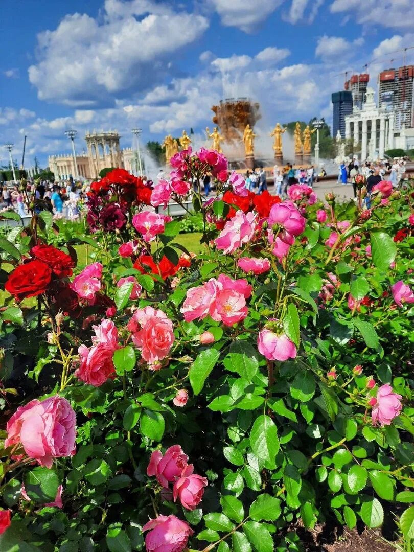 Розы на вднх. Розы на ВДНХ В Москве. Розы фото красивые. Карта роз на ВДНХ.