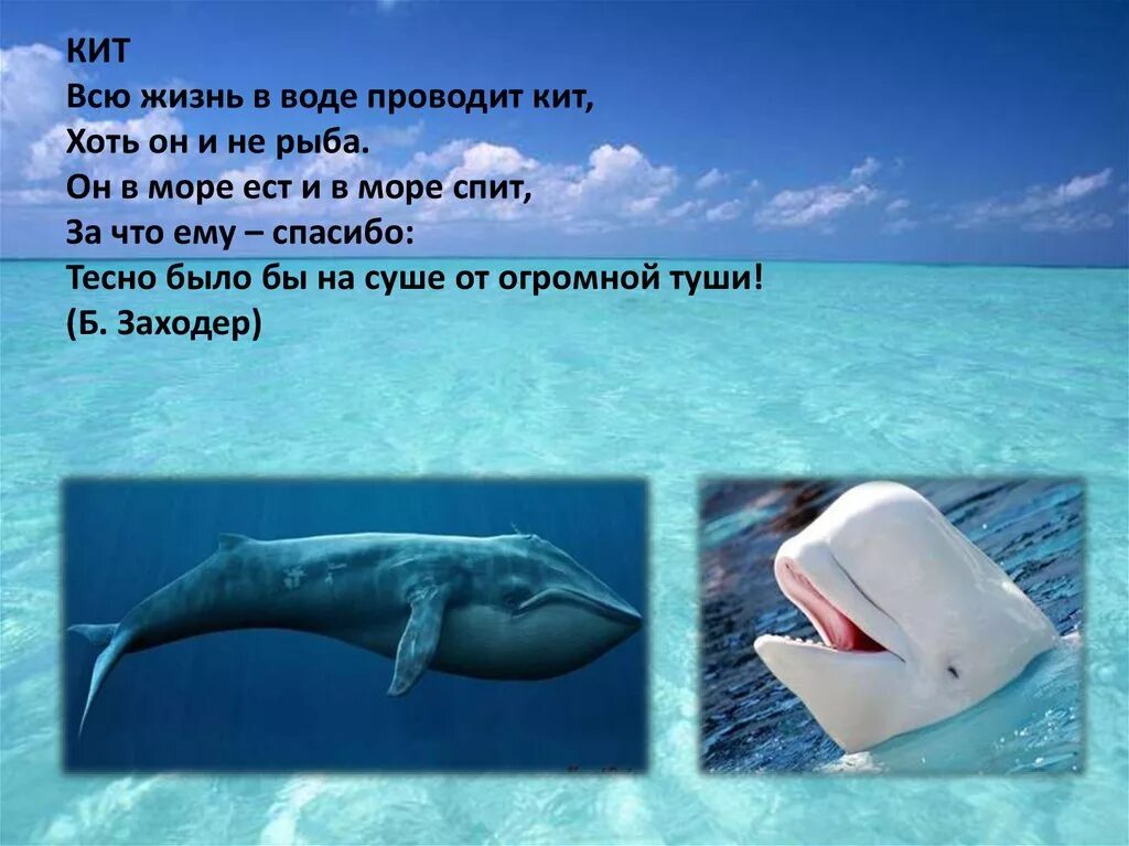 Почему кит зверь. Кит это рыба или млекопитающее. Всю жизнь в воде проводит кит. Синий кит это млекопитающее или рыба. Кит это зверь или животное.