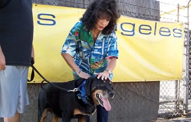 Поводок цепь для собаки. Dog leash 2012. Нилу и собака. Dog leash 2012. Lead a dog at night.