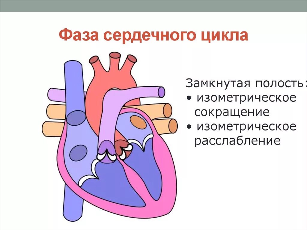 Расслабление предсердий и желудочков. Фаза быстрого изгнания систолы желудочков. Фаза сердечного цикла систола желудочков. В фазу быстрого изгнания систолы желудочков клапаны. Сердечный цикл.фазы систолы диастолы желудочков.