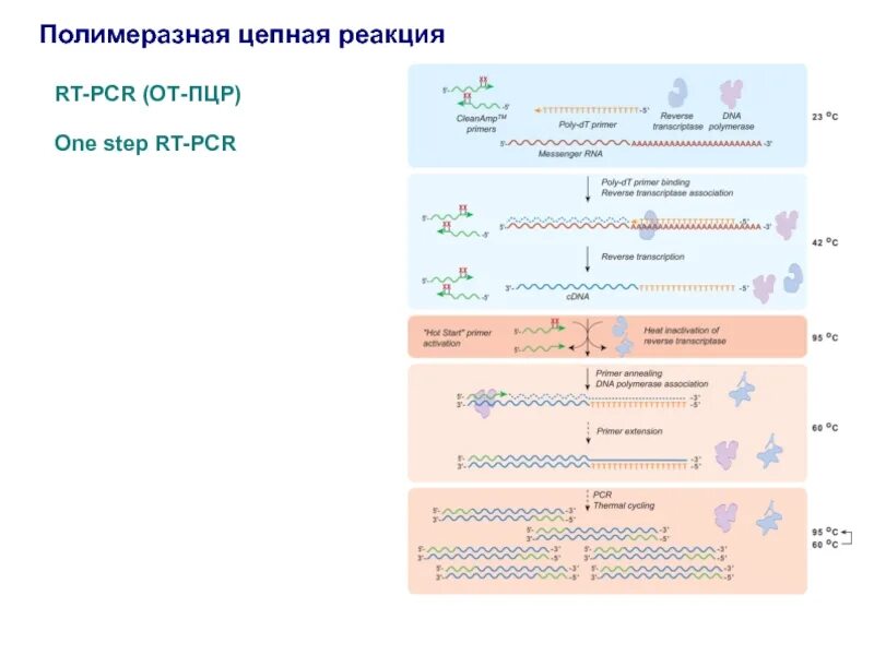 Материал пцр полимеразную цепную. Пцр реакция. пцр схема. полимеразная реакция. пцр механизм.