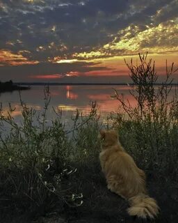 Коты рассвет