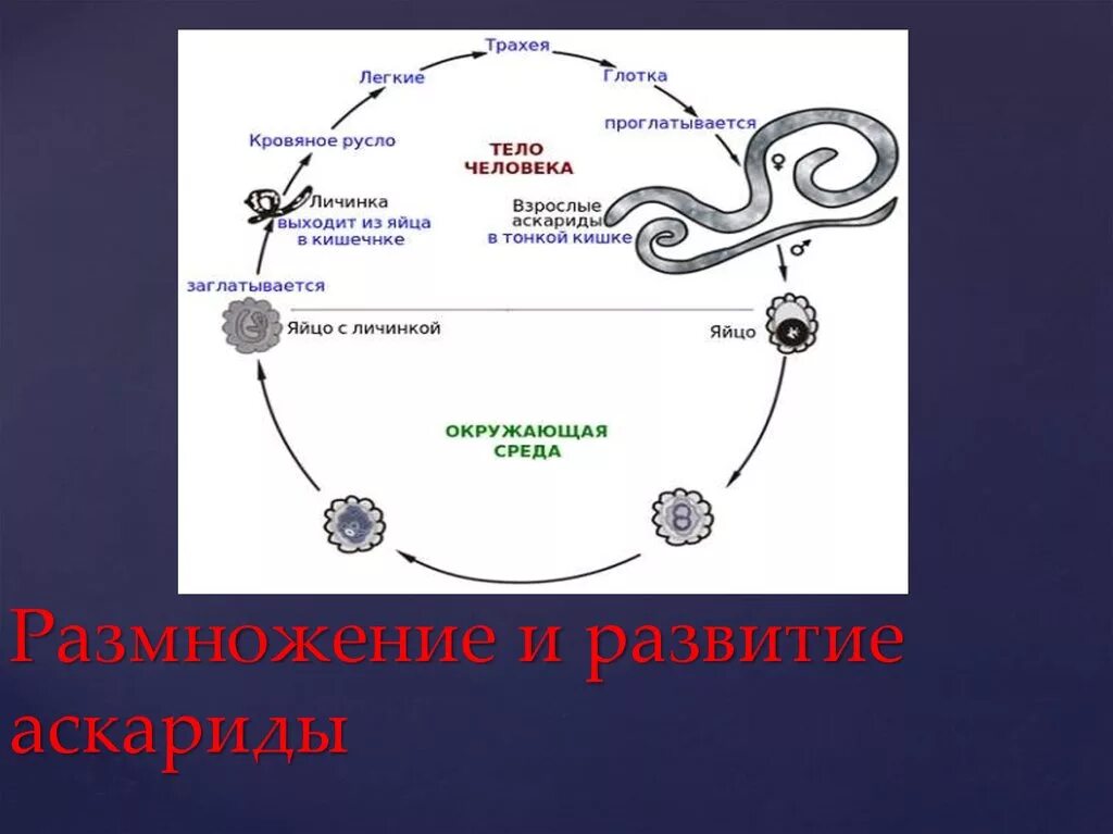 Тип круглые черви цикл развития. Размножение круглых червей схема. Цикл развития аскариды человеческой схема. Цикл развития круглых червей.