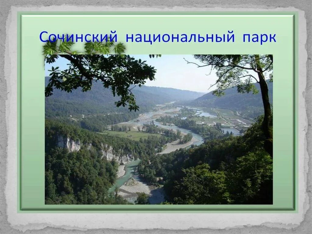 Парк сочинский сообщение 4 класс. Сочинский национальный парк охрана природы. национальный парк сочинский проект 4 класс. путешествие в сочинский национальный парк 4 класс. национальный парк сочинский охрана природы черноморского побережья.