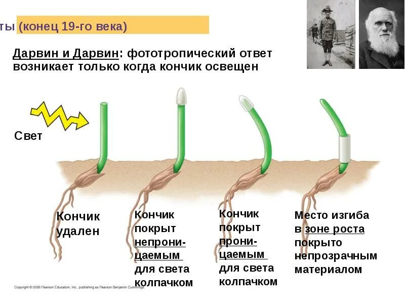 Рост движение и развитие растений. Фитогормоны растений. Рост и развитие растений. Фитогормоны и рост растений. Фитогормоны для цветов.