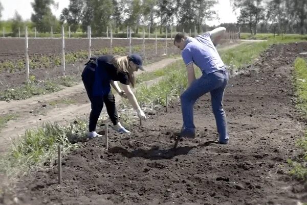 Чем удобрить землю перед посадкой картофеля. Лунки для картошки. Удобрения в лунки для картофеля. Лунки под картошку. Посадка картофеля в лунки.