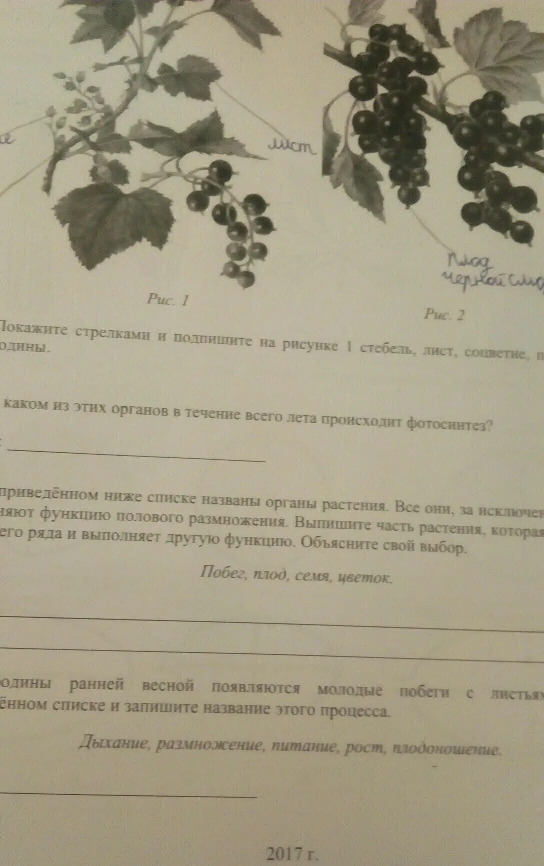 Раннее весеннее утро впр ответы. ВПР биология 5 класс. ВПР класс биология 5 класс. Профессии ВПР по биологии 5. ВПР листок.