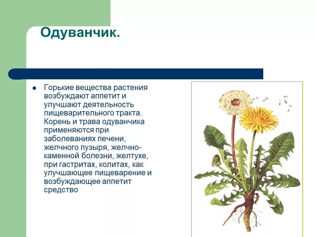 Корень одуванчика. Одуванчик описание. Одуванчик для желчного пузыря. Одуванчик это травянистое растение. Одуванчик показания