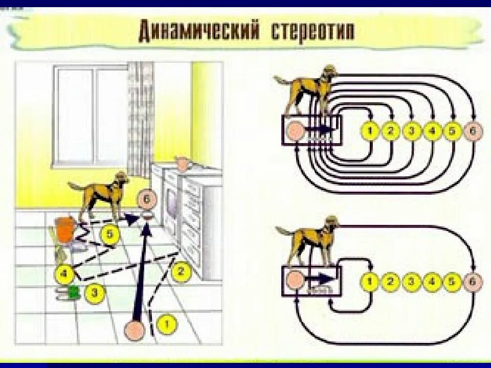 Когда наиболее легко перестраивается динамический стереотип. Динамический стереотип у животных примеры. динамический стереотип схема. динамический стереотип картинки. динамический стереотип у собак.