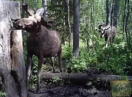 Лось тверская область