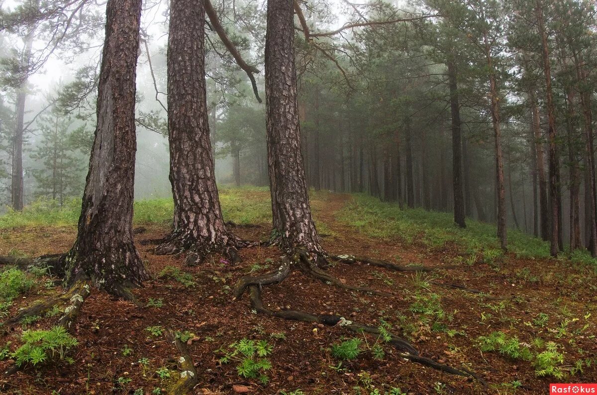 три сосны на муромской дорожке. пицундская сосна в геленджике. ри сосны. 3 сосны северодвинск. три сосны.