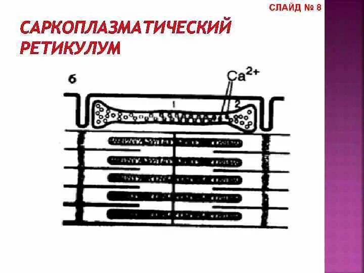 Цистерны саркоплазматического ретикулума