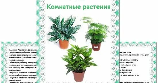 Комнатные растения средняя группа. Консультация комнатные растения для дошкольников лексическая тема. Тема недели комнатные растения в средней группе. Комнатные цветы в детсаду. Растения в подготовительной группе.