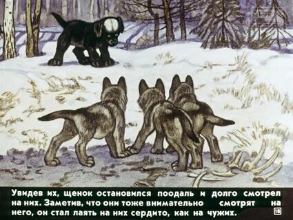 Какой рассказ белолобый