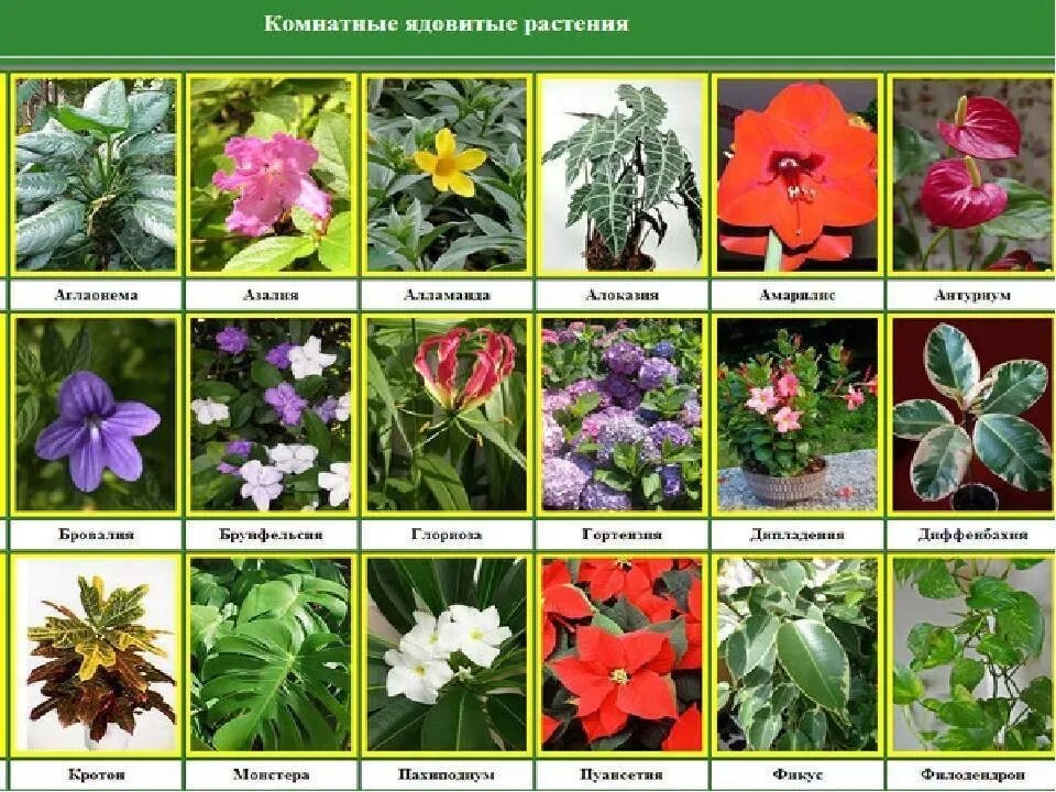 Названия цветов на букву х. Цветы названия. ядовитые комнатные растения. название растений. названия цветов растений.