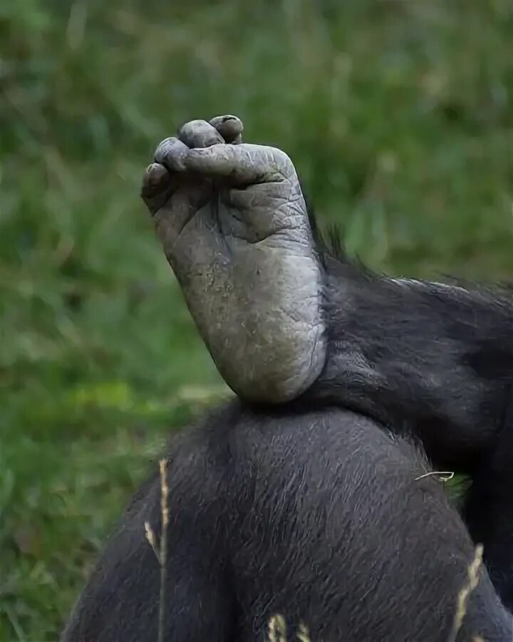Лапа обезьяны. Шимпанзе конечности