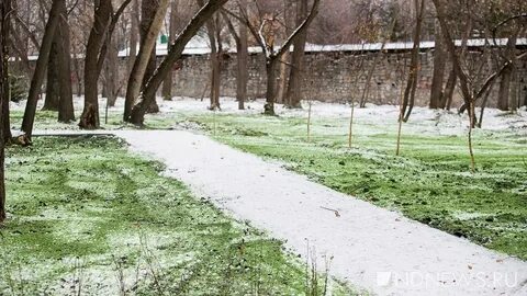 Погода зеленый город