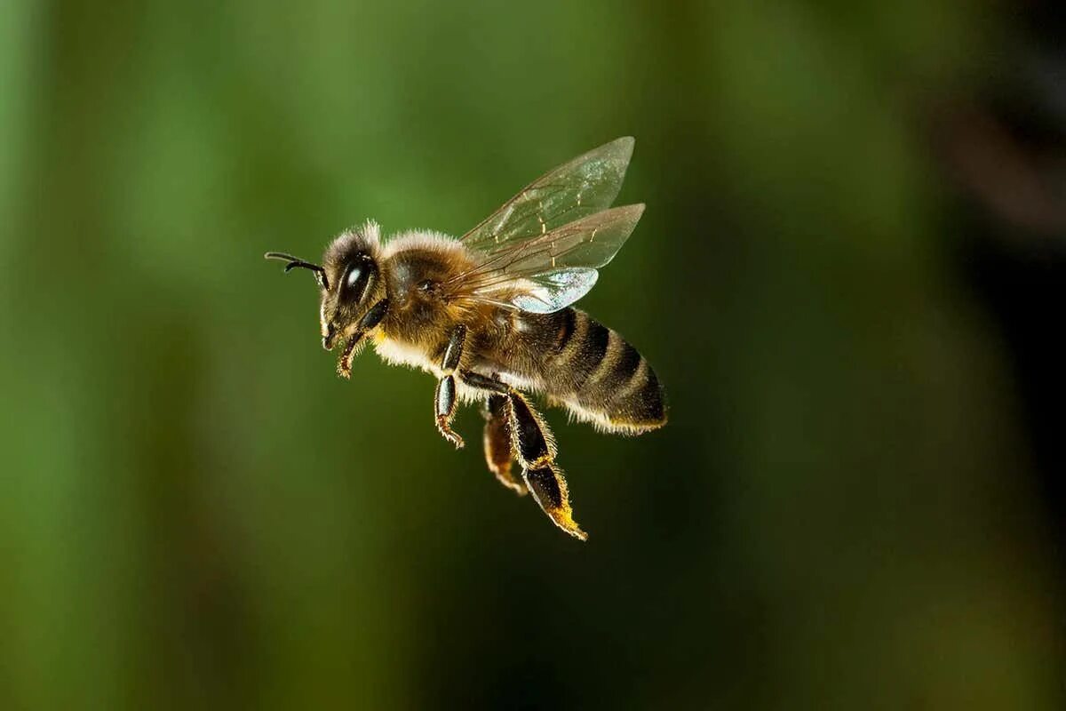 Bee fly. Пчелы медоносные насекомые. Пчела мохнатоногая. Пчела Ханни. Медоносная Оса.