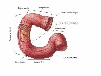 Жеке жас кеуделі