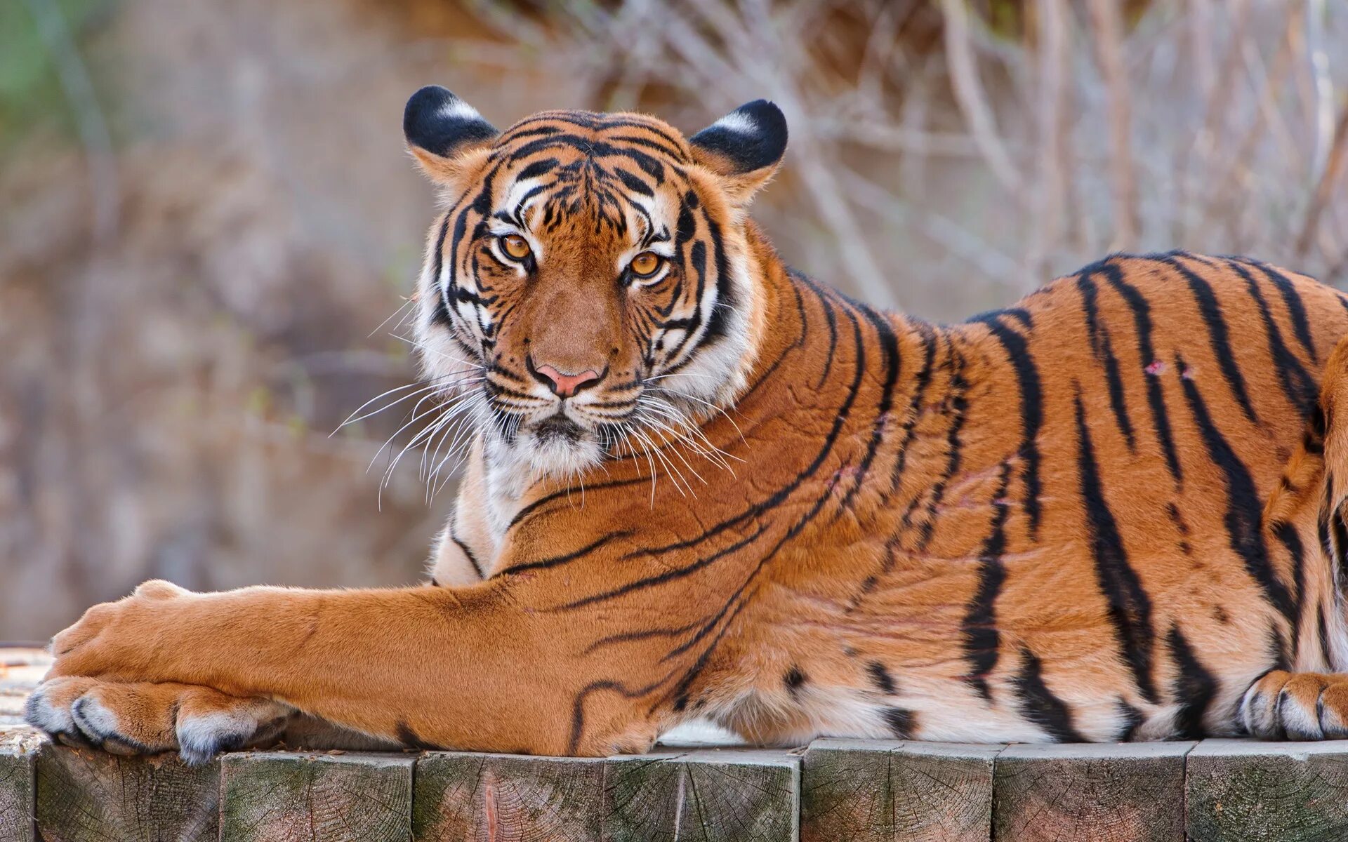 Суматранский тигр. Пятнистый тигр. Амурский тигр. Амурский тигр окрас. Тигровый картинка