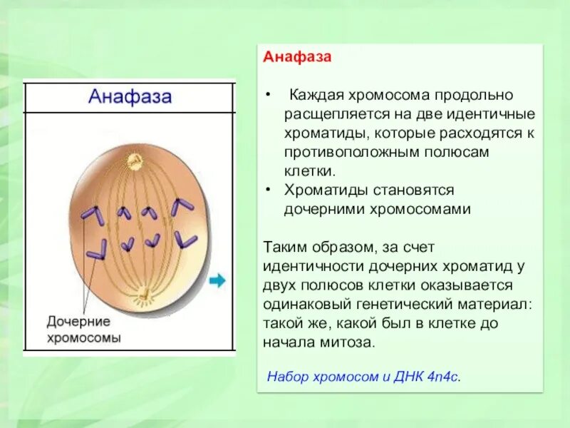 Метафаза анафаза телофаза анафаза. Анафаза 2 и метафаза 2 набор хромосом. Набор хромосом в анафазе мейоза 1. Анафаза мейоза 1 набор.