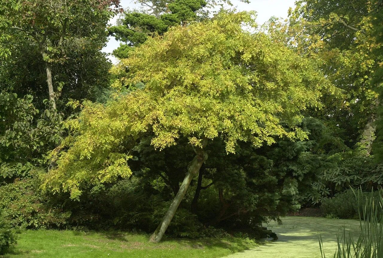 Fraxinus excelsior. Ясень обыкновенный пендула. ясень обыкновенный fraxinus excelsior. ясень обыкновенный ауреа. ясень пенсильванский fraxinus pennsylvanica.