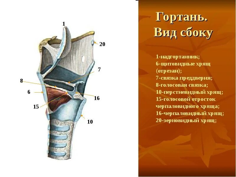 На рисунке изображено строение гортани выберите две. Надгортанник щитовидный хрящ голосовые связки. Надгортанный хрящ строение. Гортань строение анатомия хрящи. Строение гортани надгортанник.