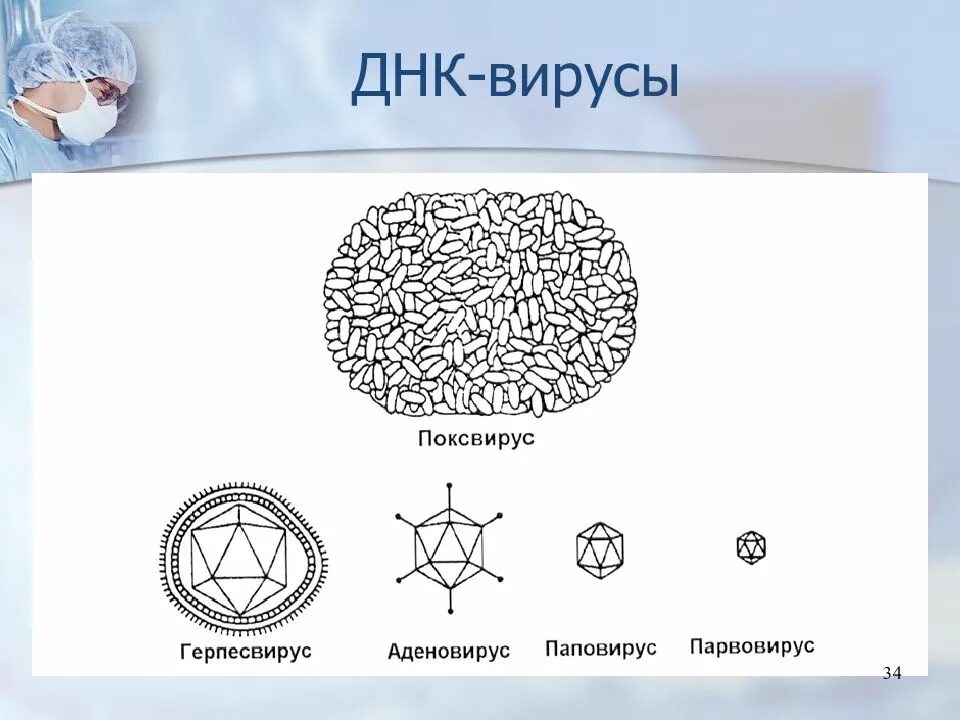 Днк содержащие вирусы примеры. Классификация днк содержащих вирусов. Содержит ли вирус днк. Днк вирусы примеры. Днк содержащие вирусы.