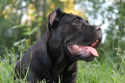 Клички собаки кане корсо