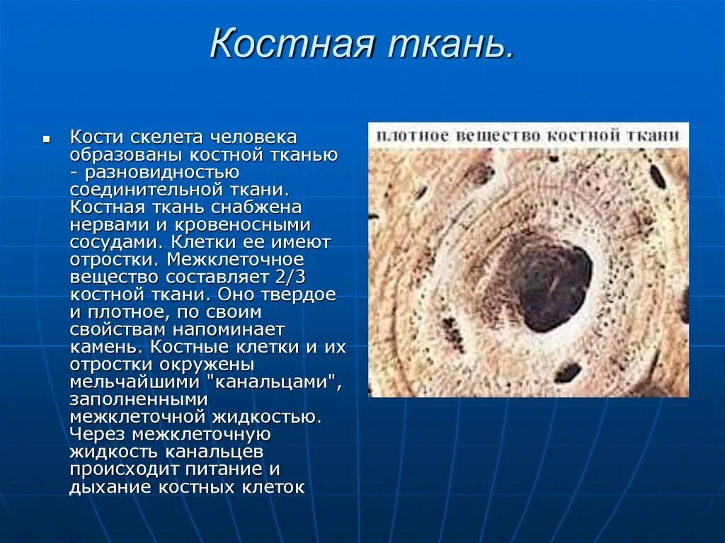 Участвует в образовании костной ткани. 5) Костная ткань. Опишите строение костной ткани. Костные клетки человека. Скелетная костная ткань.