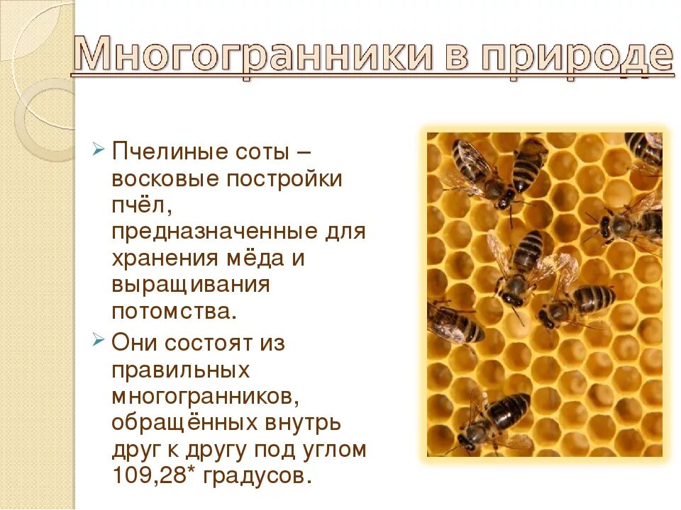 Исследование конечностей домашней пчелы какая биологическая наука. Соты пчелиные. Строение сот у пчел. Пчелиные соты строение. Соты пчел строение.