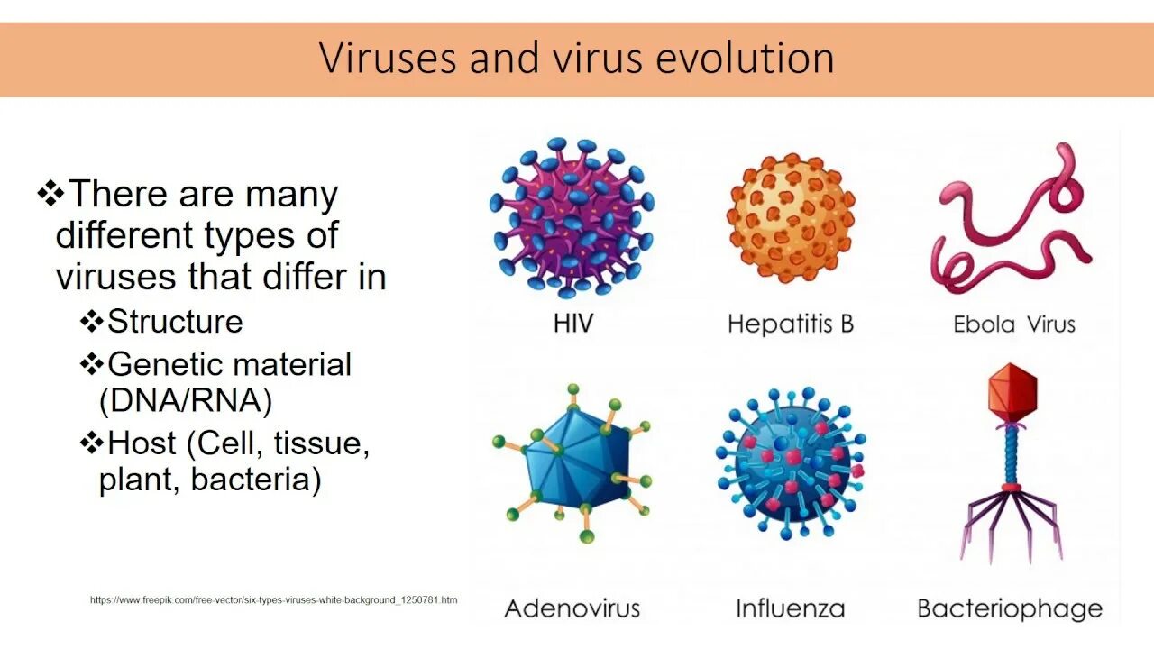 Эволюция вирусов. Triada вирус. Kinds of viruses. Virus Evolution. Virus js