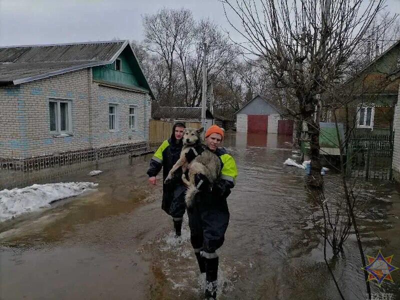 Паводок. Паводок фото. Подтопление. Городок Витебская область. Паводок в беларуси 2024