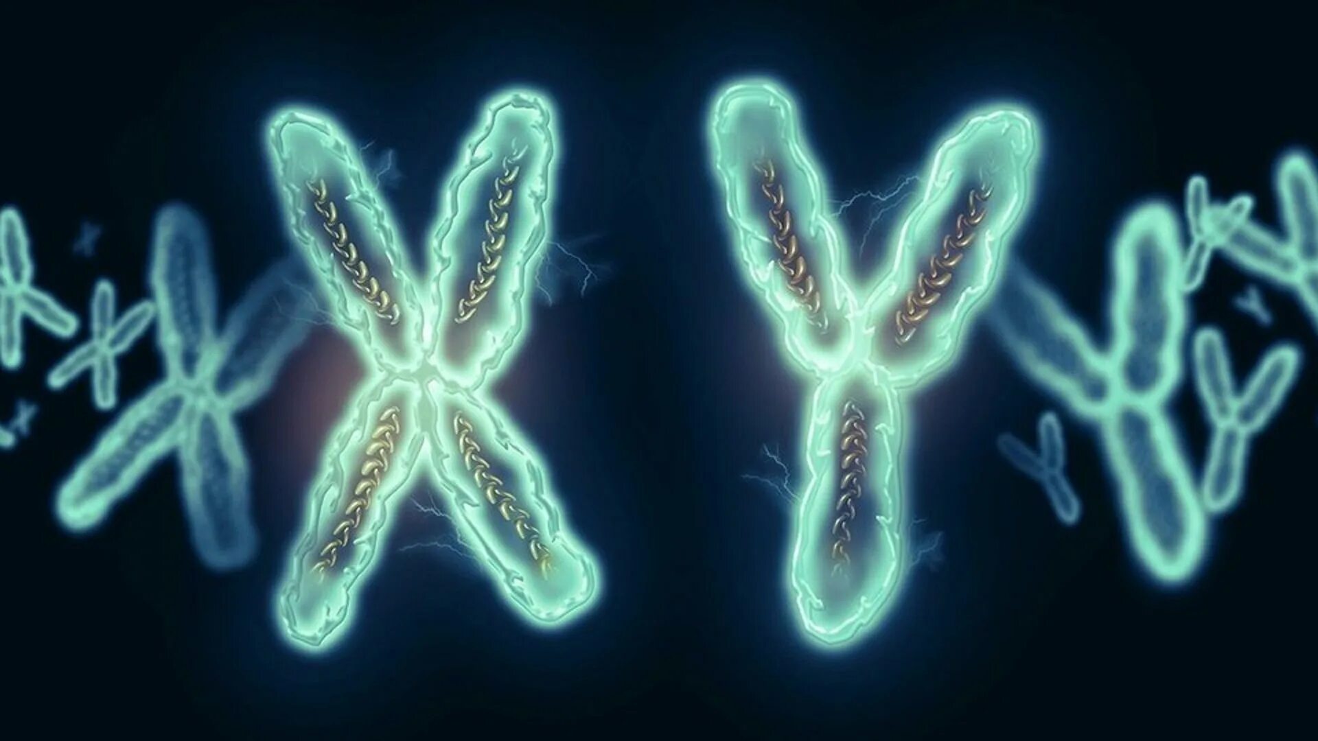 Вторая х хромосома. Икс и Игрек хромосомы. Генетика хромосомы. XY хромосомы. Y хромосома.
