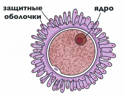Яйцеклетка пугачевой