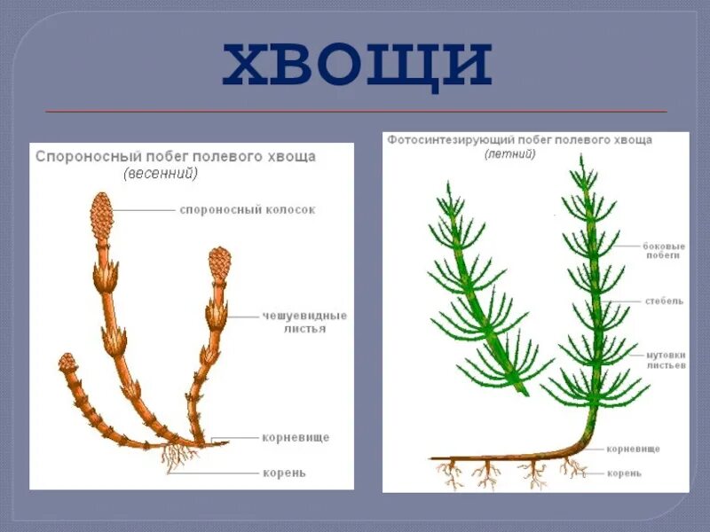 Хвощ различия. Хвощ полевой весенние и летние побеги. Весенний побег хвоща полевого. Хвощ полевой вений побег. Весенний побег и летний побег хвоща.