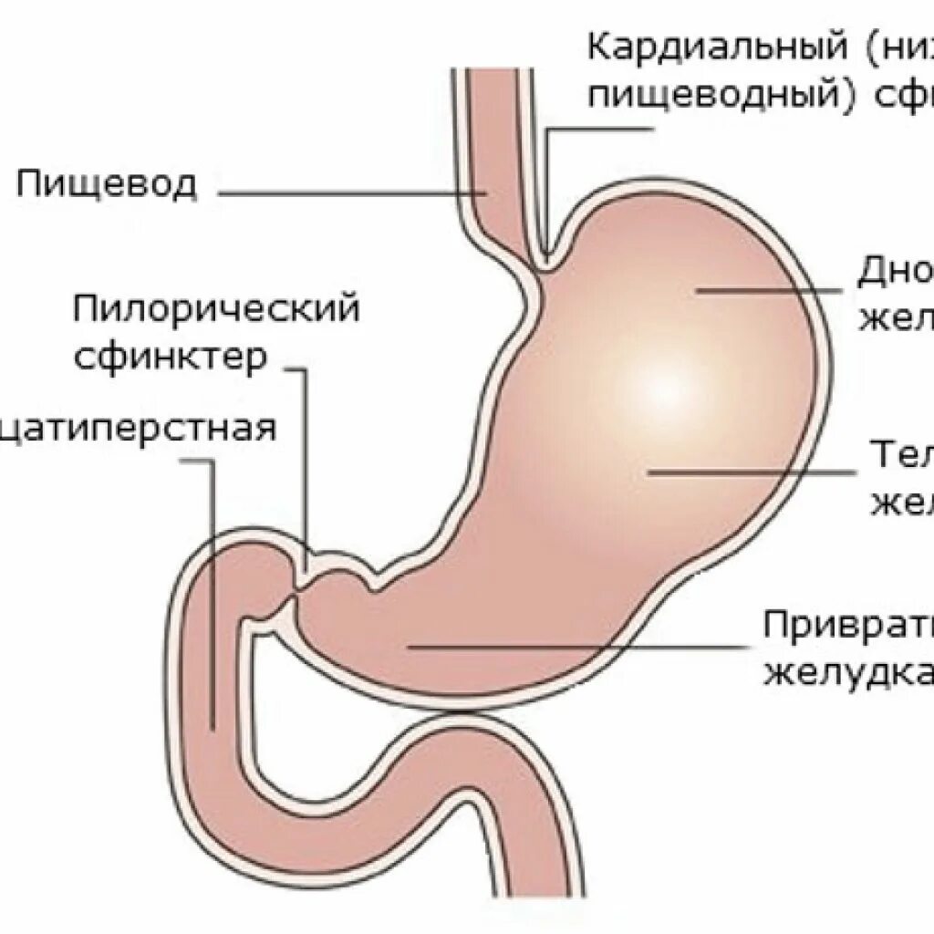 Пилорический отдел желудка анатомия. Кардиальный сфинктер желудка. Кардиальный сфинктер желудка строение. Сфинктер привратника желудка.