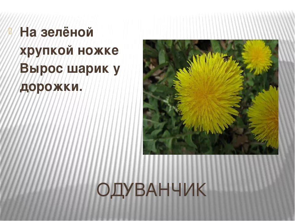 Одуванчик слайд. Предложение с одуванчиком. Проект про одуванчик. Факты о одуванчиках. Одуванчик произведение 2 класс