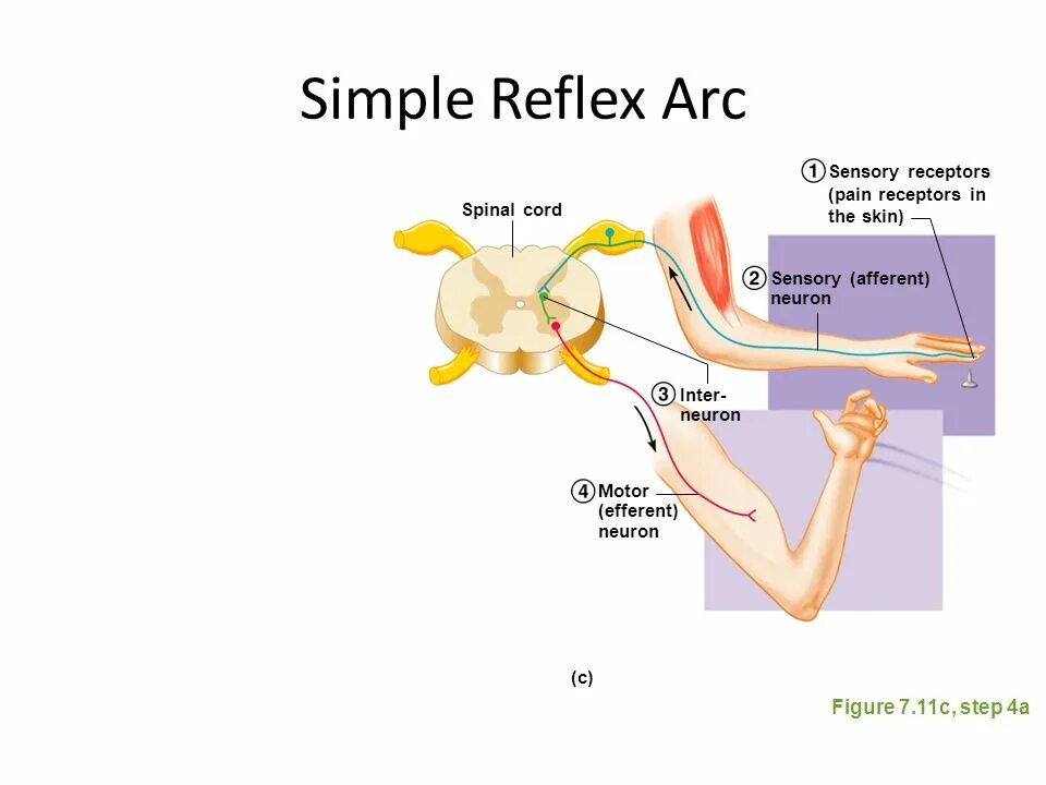 Spinal Cord simple Reflex Arc. Жевательный рефлекс схема. Reflex Arc Physiology. Жевательный рефлекс физиология.