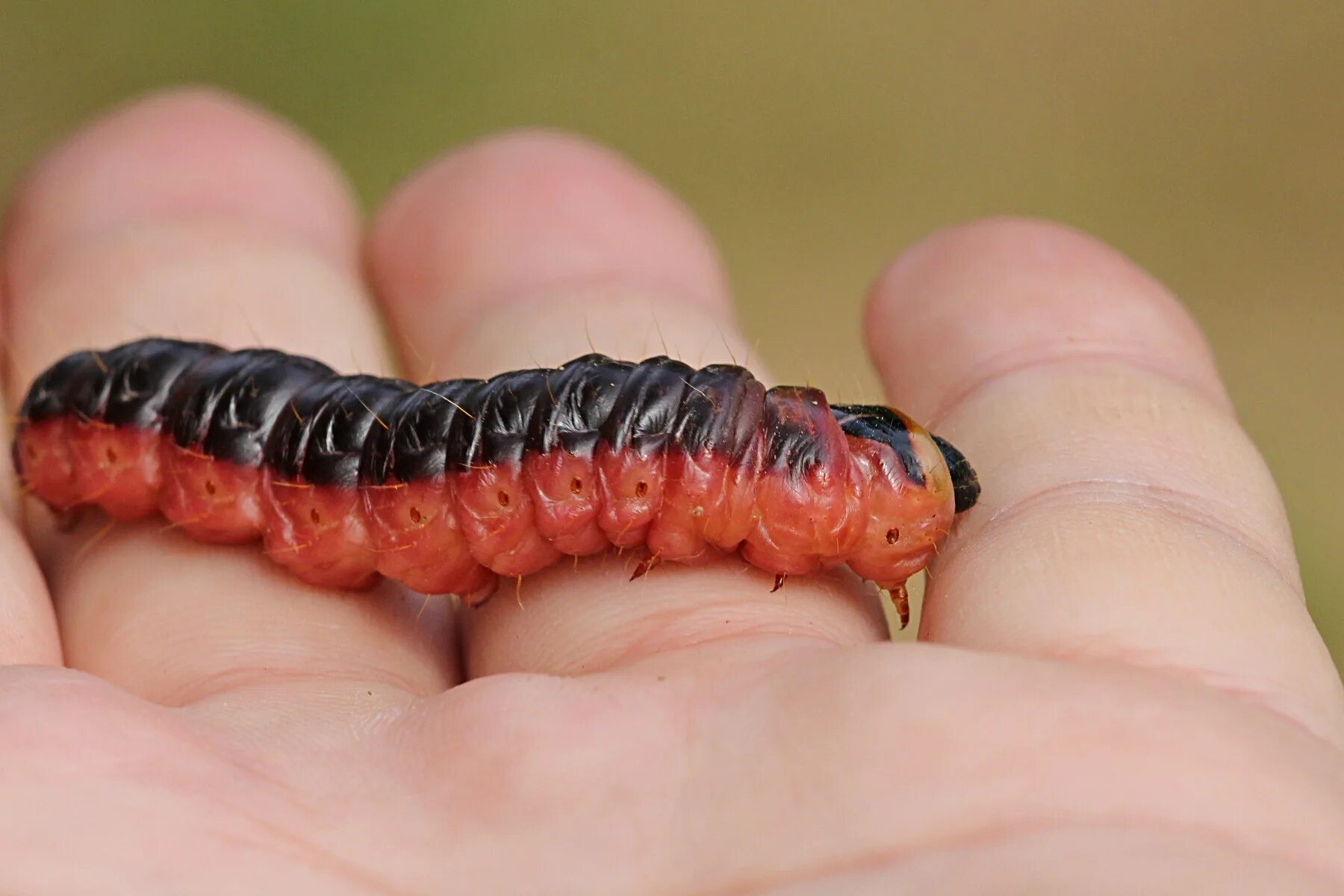 Большая красная гусеница. Red caterpillar гусеница. Древоточец пахучий бабочка. Древоточец пахучий бабочка. Cossus cossus гусеница.