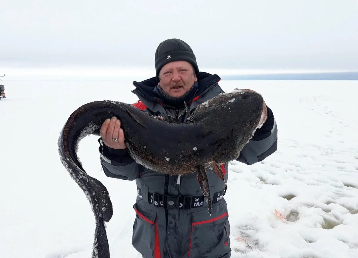 Налим 20 кг. Самый большой налим. Трофейный налим. Гигантский налим. Налим на озерах