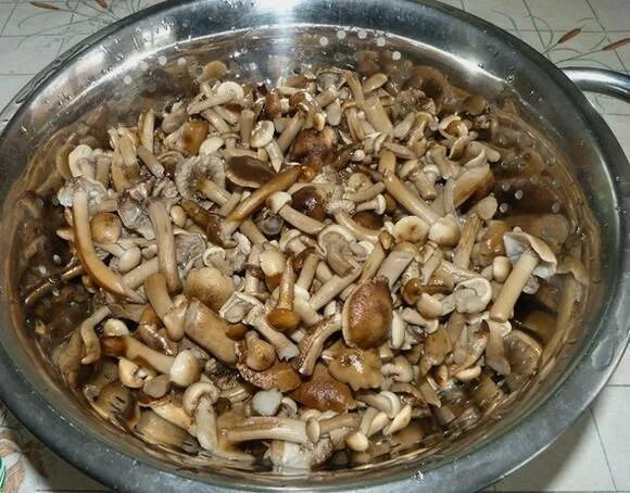 Опята в горшочках. Еда в горшочках. Опята с картошкой в духовке в горшочке. Опята переростки с картошкой. Горшок блюда в горшочках.