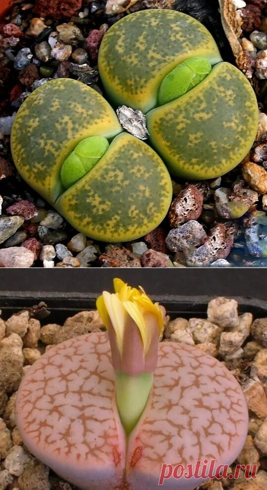 Набор живые камни. Литопс naureeniae c304. Lithops schwantesii v. Lithops schwantesii c250. Цветок литопс живые камни.