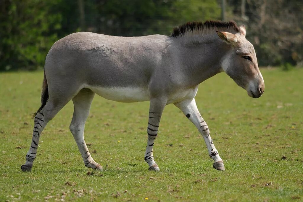 представители отряда непарнокопытные класса млекопитающие. конь парнокопытное или нет. непарнокопытные лошади. рост зебры в холке. пржевальский осел.